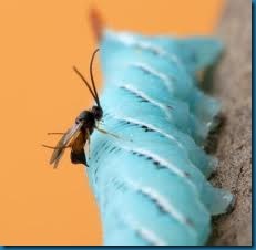 wasp laying eggs caterpillar