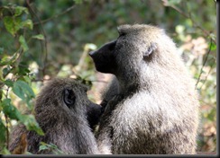 October 22, 2012 baboon mom & baby