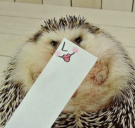 hedgehog-marutaro-paper-faces-twitter-6__880