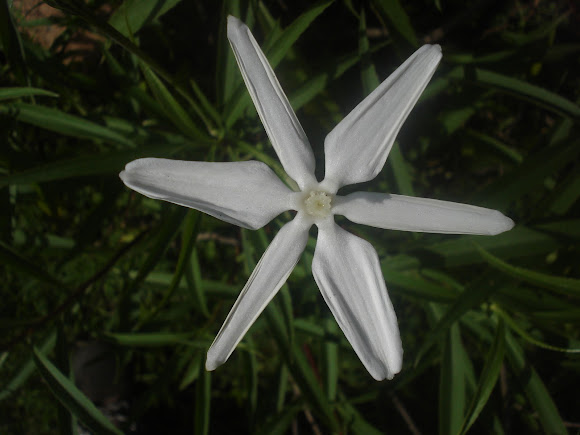 Flor De Mayo Project Noah