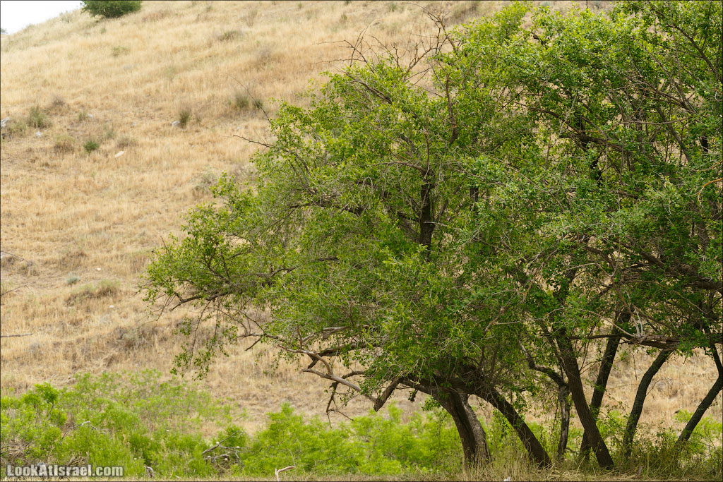 LookAtIsrael.com: Фото-блог о путешествиях по Израилю. Тель Авив, Иерусалим, Хайфа 
