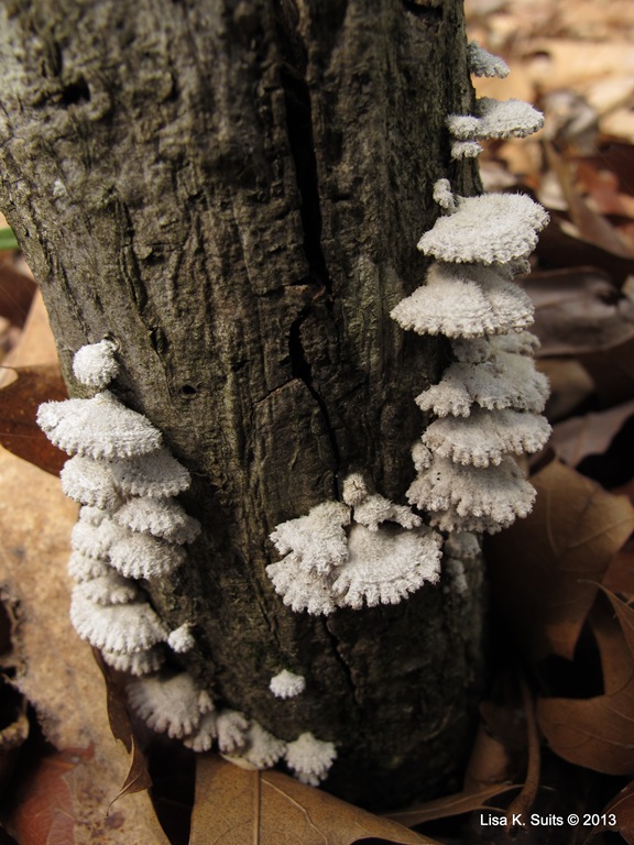 [Schizophyllum%2520commune%255B11%255D.jpg]