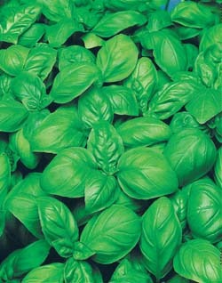 [Manjericao%2520Superbo%255B2%255D.jpg]