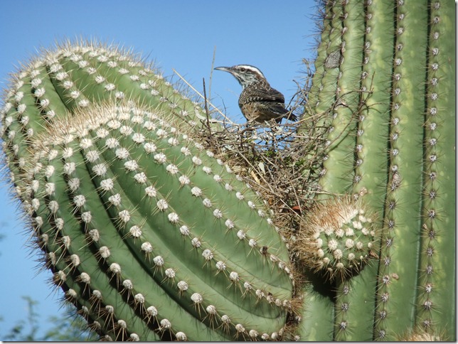 Cactus Wren Building Nest in Saguaro