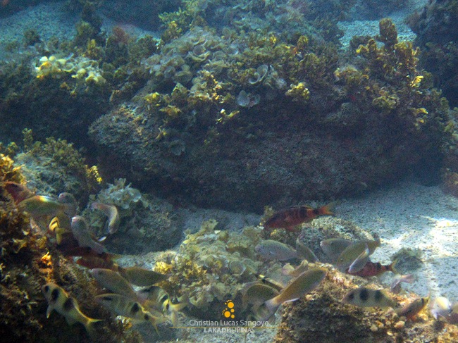 A School of Fish at Romblon's Malabiga Beach