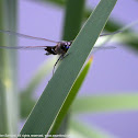 Black Saddlebags dragonfly