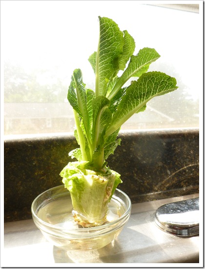 Regrow your own lettuce
