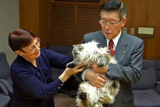 Губернатору японской префектуры Акита вручен сибирский кот в подарок от президента РФ