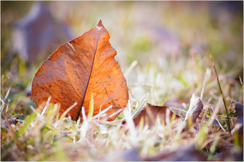 dried-leaves-free-pictures-1 (2524)