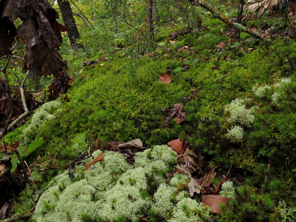 [moss%2520and%2520lichen%2520hill%255B6%255D.jpg]