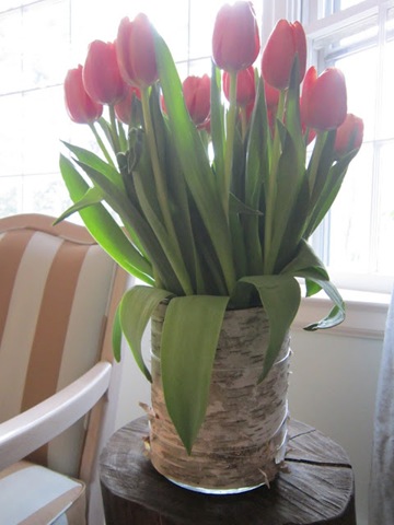 tulips in bark 2