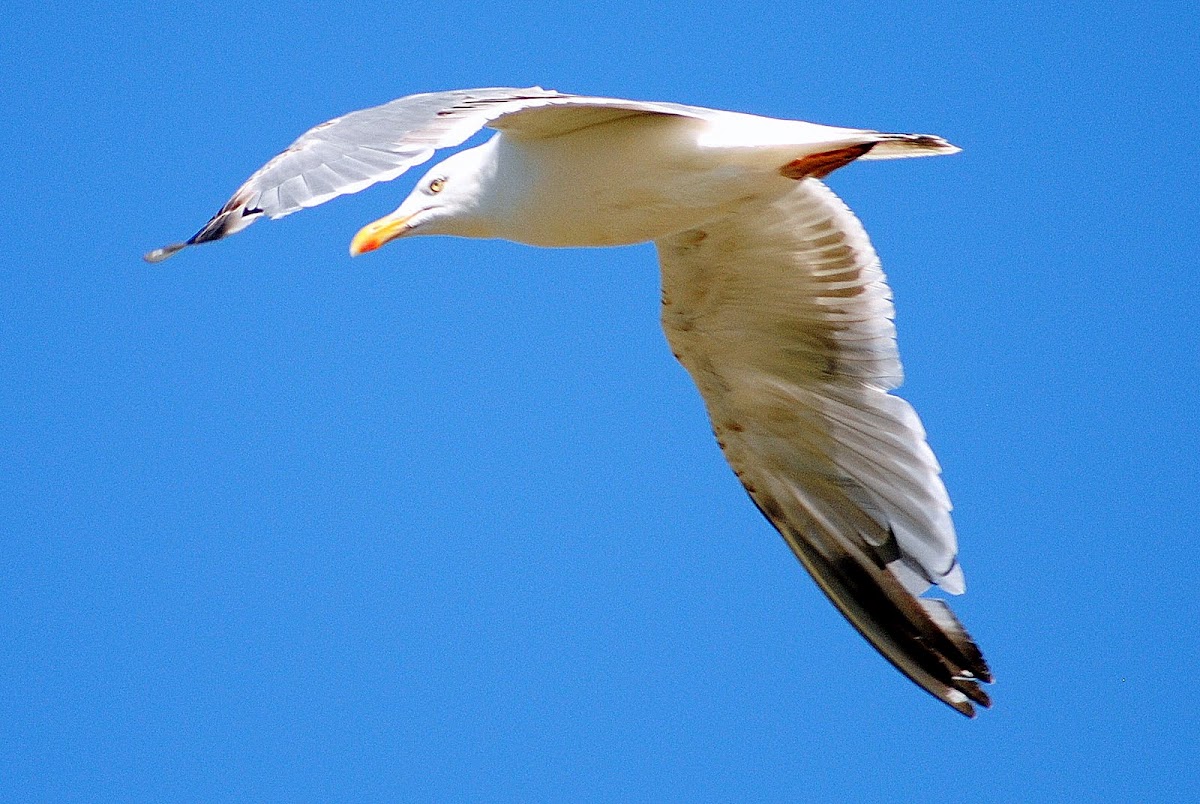 Common Gull