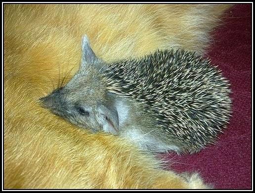 [gata%2520amamanta%2520a%2520erizos%2520%25283%2529%255B2%255D.jpg]
