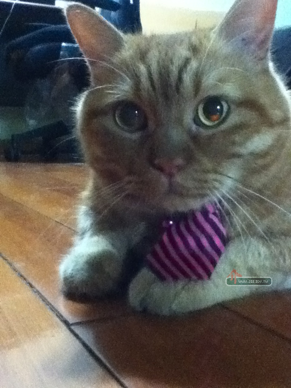 領帶貓