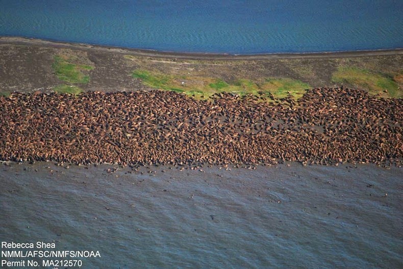 walrus-ashore-alaska-3