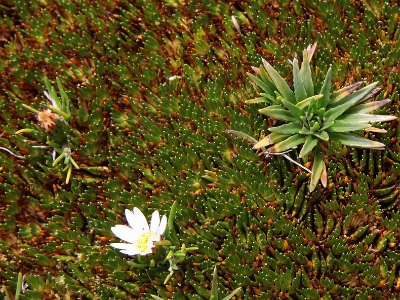 el-angel-paramo-1