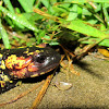 Portuguese Fire Salamander