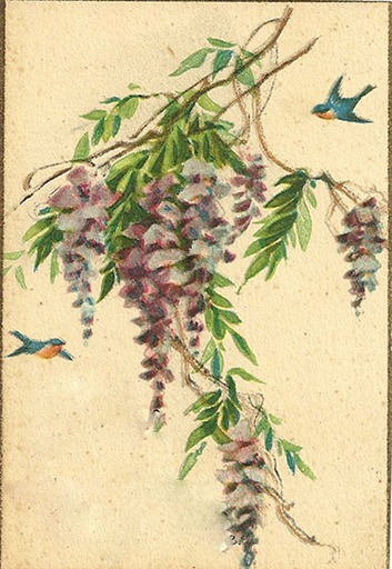 wisteriabirds