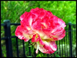 04f2 - Flowers in the Rose Garden