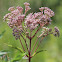 joe pye weed