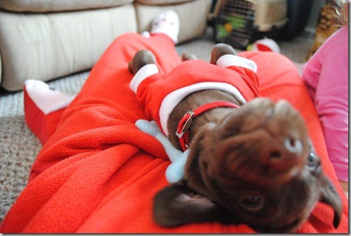 perro gorritos navidad (19)