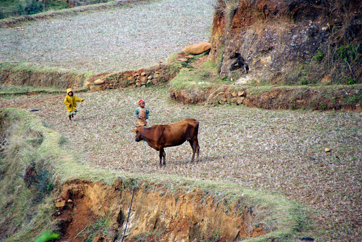 2011 Google Terms - Download Picasa - Launch Picasa -