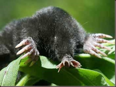 Amazing Animal Pictures Star Nosed Mole (11)