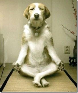 Doggie buddha