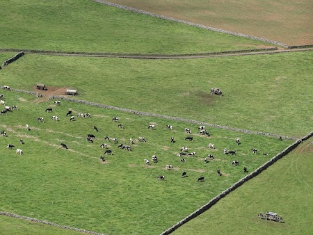 14. vaci in Terceira.JPG