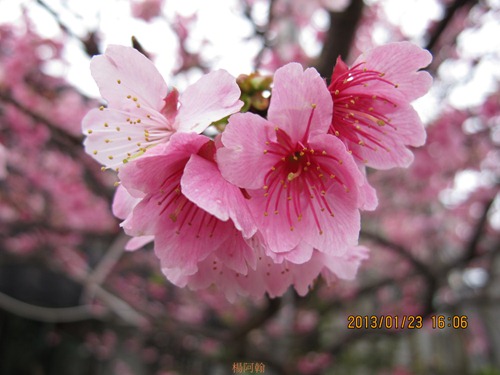 平菁街42巷寒櫻 - 008
