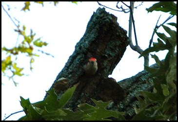 01c - Morning walk - Red Bellied Woodpecker looking out of the nest