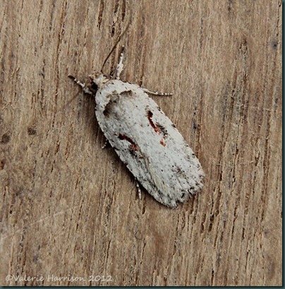 Red-letter-Flat-body-Agonopterix-ocellana