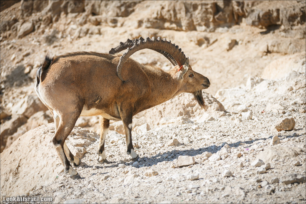 Ибексы на смотровой площадке в Мицпе Рамон | Сapra ibex nubian, Mitspe Ramon | LookAtIsrael.com - Фото путешествия по Израилю