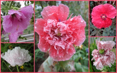pink flowers in rain