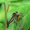 Robber fly