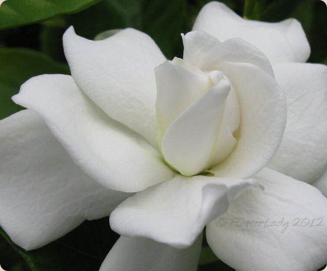 05-13-first-gardenia4