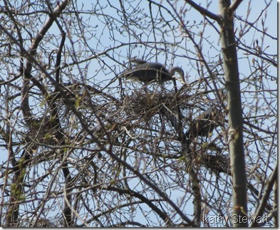 Heron at nest
