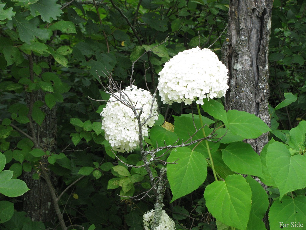 [Annabelle%2520Hydrangea%255B9%255D.jpg]