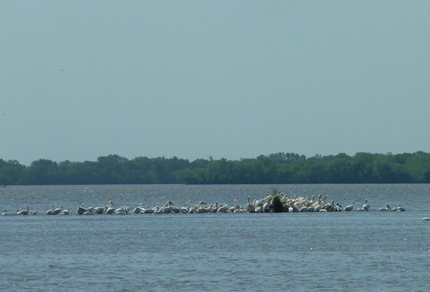 White Pelicans Beaver Dam Lake