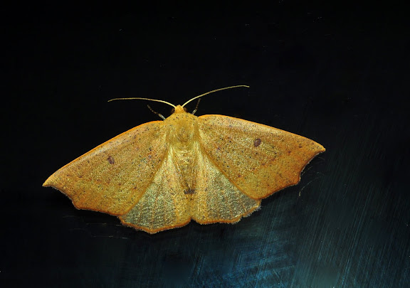 Geometridae : Ennominae : Lithinini : Metrocampa biplaga WALKER, 1869. Umina Beach (New South Wales, Australie), 6 avril 2011. Photo : Barbara Kedzierski