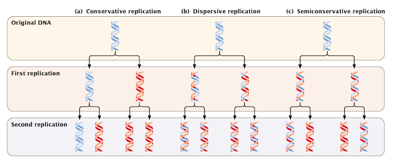 semiconservative dna replication experiment
