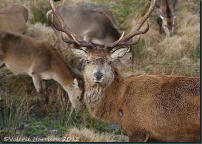 29-red-deer