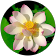 Tyler Rose Tyler Rose