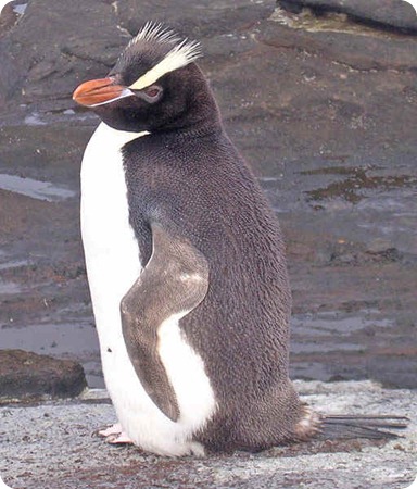 pinguino crestato3