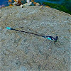 Scarce Blue-Tailed Damsel Fly