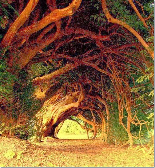 1000-Year-Old-Yew-Tree-West-Wales