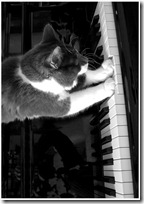 gato pianista blogdeimagenes (37)