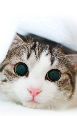 Cute-cat-f