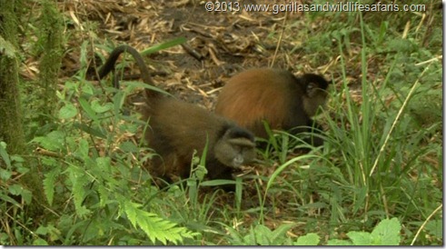 Golden Monkeys Volcanoes National Park Rwanda