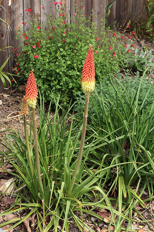 [110414_kniphofia2%255B3%255D.jpg]